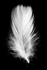 White feather isolated on a black background