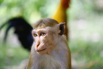 toque macaque monkey looking away with jungle fowl in background