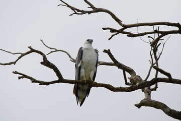 White bellied Sea Eagle perched on dead tree branch