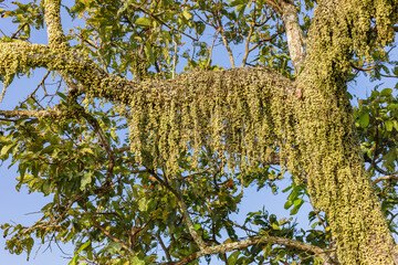 Group of wild orchid plants growing on the tree forest