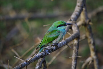 little green bee-eater female in yala, sri lanka
