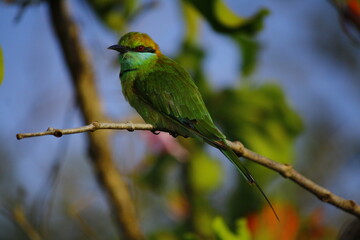 little green bee-eater male in yala, sri lanka