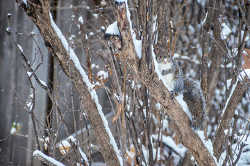 A squirrel is playing in snow