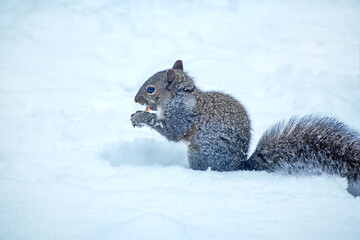 A squirrel is playing in snow
