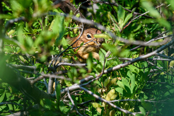 Douglas Squirrel peaking out of bush at Paradise at Mt. Rainier National Park, Washington State, USA
