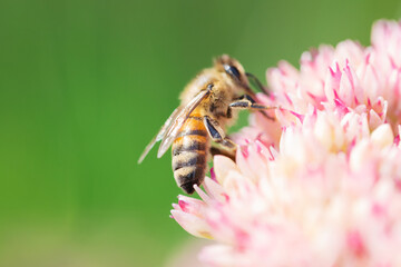Honey bees collect pollen Spiraea flower. Macro shot.