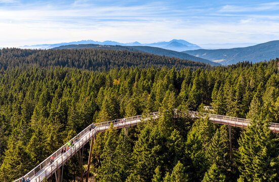ROGLA, SLOVENIA - Oct 31, 2020: Wooden walkway above treetops.
