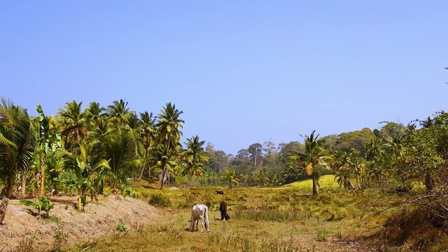 Cows in the jungle eating grass on Neil island, Andaman and Nicobar islands, India during a warm summer day with some wind.