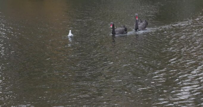black swans drive away white swans in a quiet pond in germany d&uuml;sseldorf in 4k