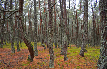 Fototapeta premium Dancing forest on the Curonian Spit, Kaliningrad, Russia