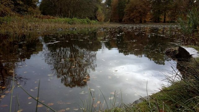 Tilt shot of ducks on a pond in autumn