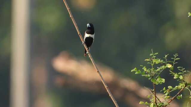Lonchura in tree and finding food .