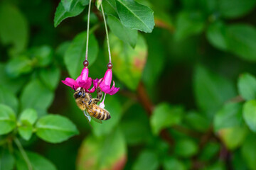 Tiny pink fuchsia blooms being pollinated by a honey bee, as a nature background
