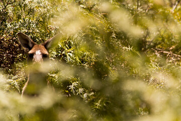 kangaroo on the bush outdoors with copy space.  Perth Western Australia, Australia.