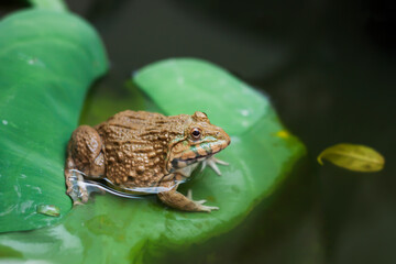 Frog traps insects on green leaves Floating on the water in the middle of nature