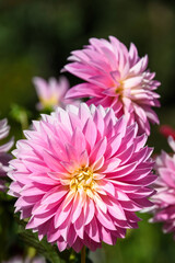 Fototapeta premium Closeup of cheerful pink dahlias blooming in a garden on a sunny day 