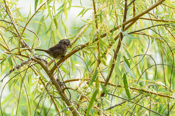 Little brown bird perched in a willow tree, as a nature background
