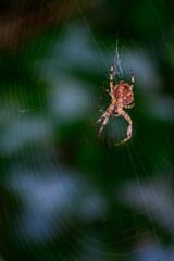 Underside of a graphic orange and brown spider in a web, against a dark background
