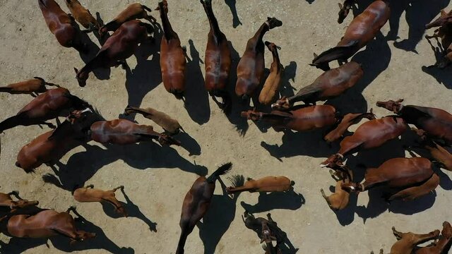 Aerial view of Coudelaria de Alter, a stud farm breeding horses, Portugal.