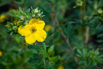 Yellow potentilla flower blooming in a garden, as a nature background
