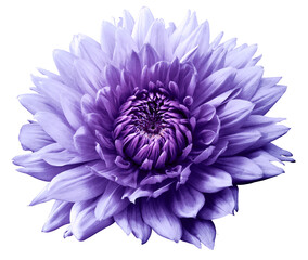 Flower purple-blue  dahlia. Isolated on a white background. Close-up. without shadows. For design.