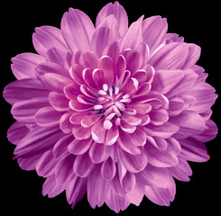 flower purple  chrysanthemum . Flower isolated on the black background. No shadows with clipping path. Close-up. Nature.