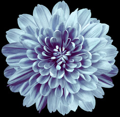 flower blue chrysanthemum . Flower isolated on the black background. No shadows with clipping path. Close-up. Nature.