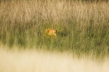 Tiger in the wild jungles of India