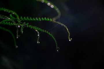 water drops on a leaf