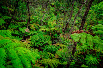 ferns in tropical jungle