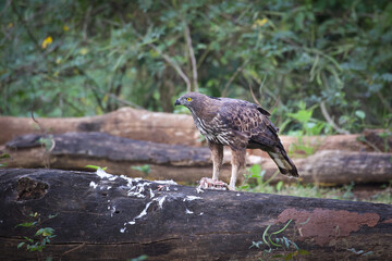 red tailed hawk hunting