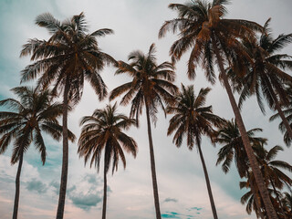 Fototapeta na wymiar silhouette of coconut palm tree on tropical beach. island travel concept. copy space provided. 