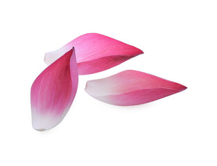 Pink lotus lobes on a white background