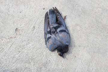 The dead pigeon lying on a pavement on a street
