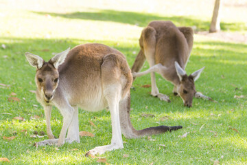 Couple of beautiful kangaroo standing in alert position Perth, Western Australia, Australia