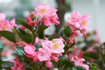 Begonia Semperflorens the little pink flower 