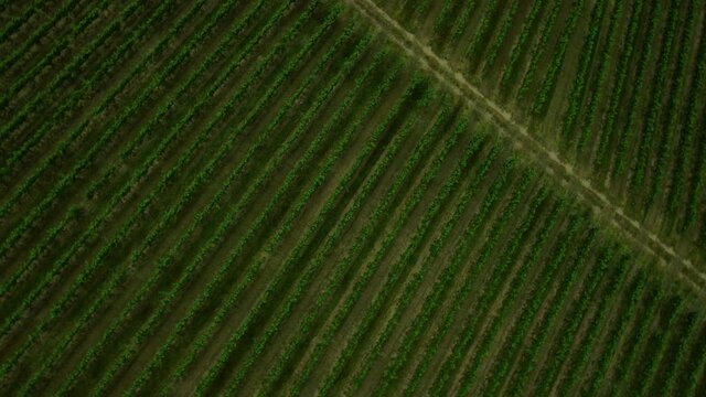 Surreal Top-Down shot of Vineyards - Aerial