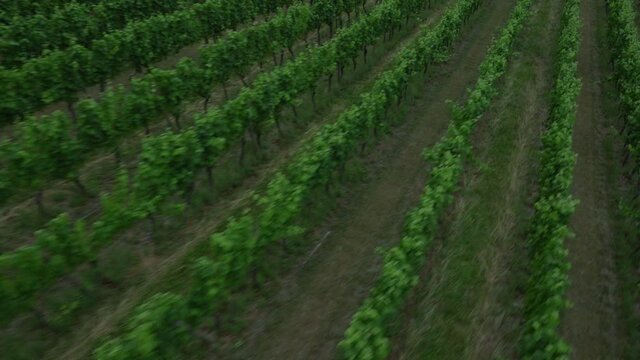 Close Proximity Shot of Drone flying over Vineyards