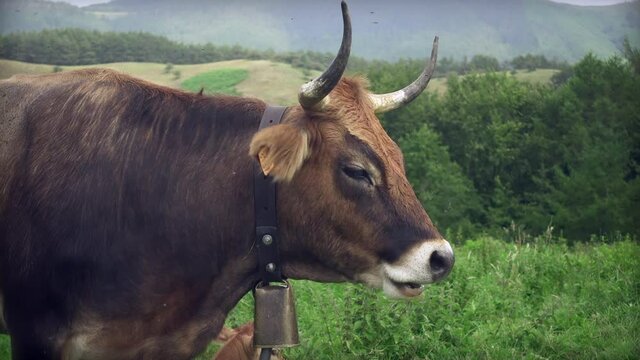 Swarm Of Insects Flying Around The Face Of A Cachena Cattle In A Field - medium shot