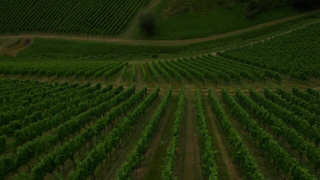 Camera flies just above vineyards