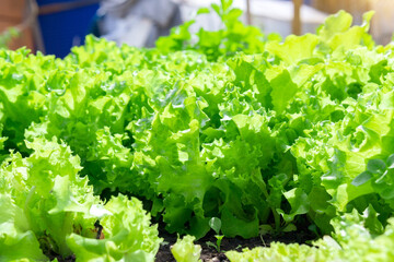 green leaf lettuce plant cultivation on organic farm, organic vegetables. selective focus