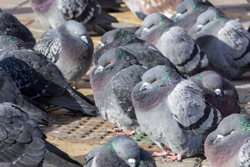 Fototapeta premium Pigeon or domestic pigeon or Columba livia domestica or rock dove or rock pigeon.
