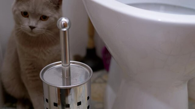 British Purebred Cat, Sitting in Toilet and Watching Movement of An Object