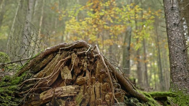 A rootstock in the forest.