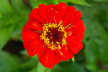 Zinnia red flower close up on soft green background. Selective focus.