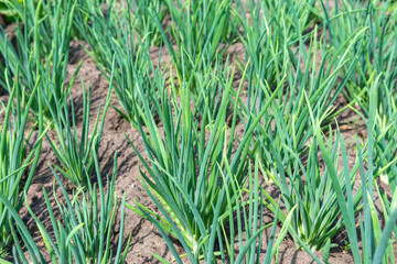 Obraz premium Feathers of green onions growing on a bed in the soil. growing vegetables on an organic farm