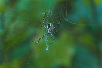 Spider (Trichonephila clavipes) in its golden cobweb found in central mexico
