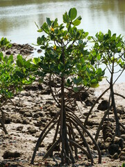 Shimajiri mangrove forest in Miyakojima island
