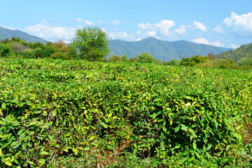 Fototapeta na wymiar tea plantation landscape background. Krasnodar, Sochi, Russia