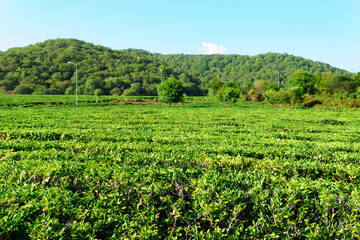 Fototapeta na wymiar green tea bushes with small leaves grow on large plantation. Concept environment, agriculture